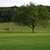Tiny_thumb_7cd4f9fe7aaa76ab7aca_horses_in_field