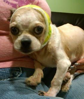 Top_story_24127928f31713ecff84_injured_dog