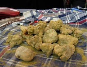 Piemonte, Land of Barolo, Barbaresco, White Truffles and Much More! Photo