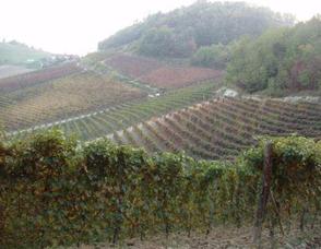 Piemonte, Land of Barolo, Barbaresco, White Truffles and Much More! Photo