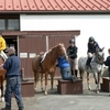 Small_thumb_b2e0b01c393a0b81db17_horse2_ts2