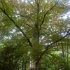 Small_thumb_cf58335a9a2f1d7ab8f2_65b9459ece3b48e7291661b4173f978aeuropean-copper-beech-arboretum-sm