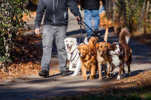 Union to Offer Free Rabies Vaccination Clinic for Pets Aug. 29
