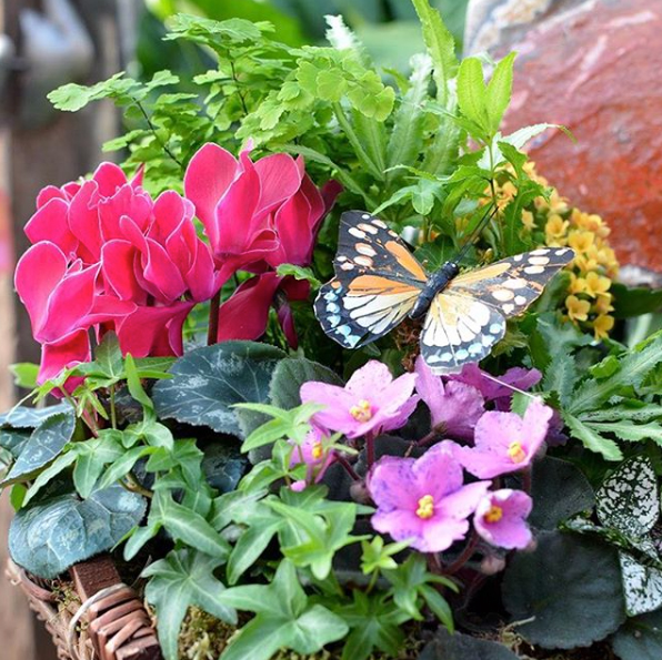 Spring Blooms At Reynolds Garden Shop Tapinto