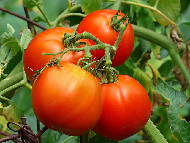 a5991d29df8548ae5d67_d9c0df9e55b2e580d2a9_tomatoes.jpg