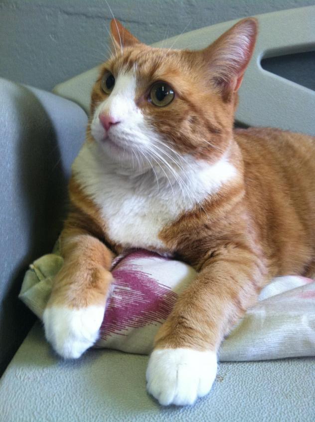 7da87741892260ea64fb_mittens1.jpg