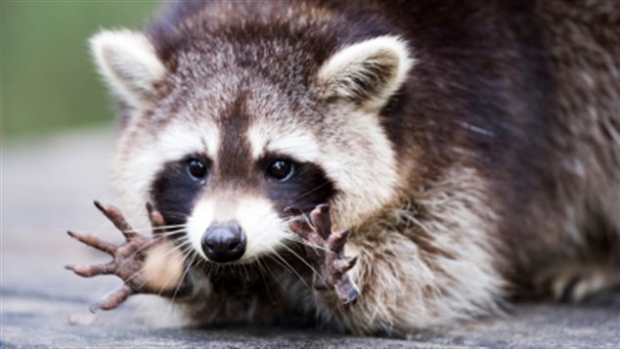 54293bfc6abdc0ade228_7e22b706153276603b94_raccoon.jpg