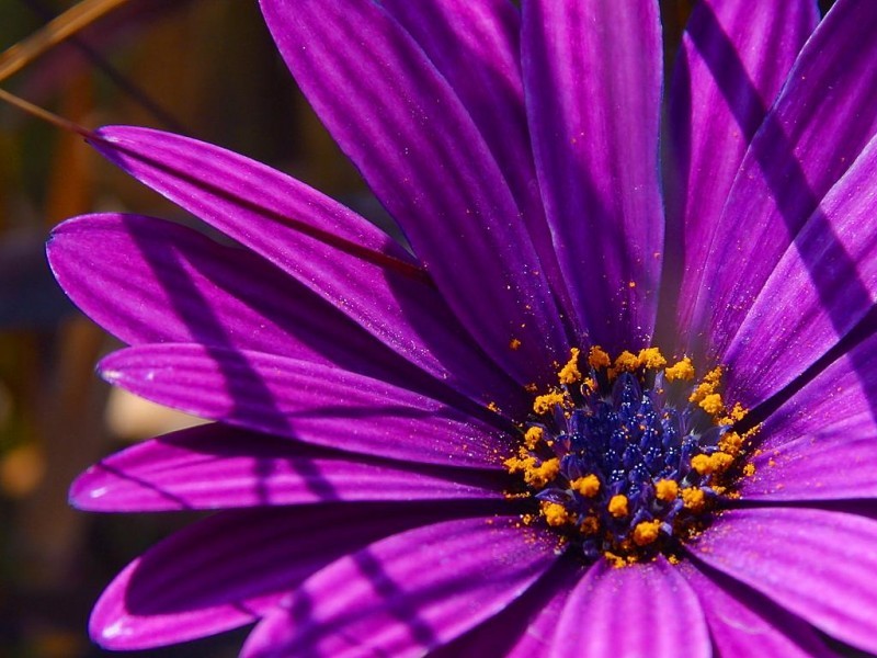 0f86ce49d18194206f81_FloraLogoFlower.jpg
