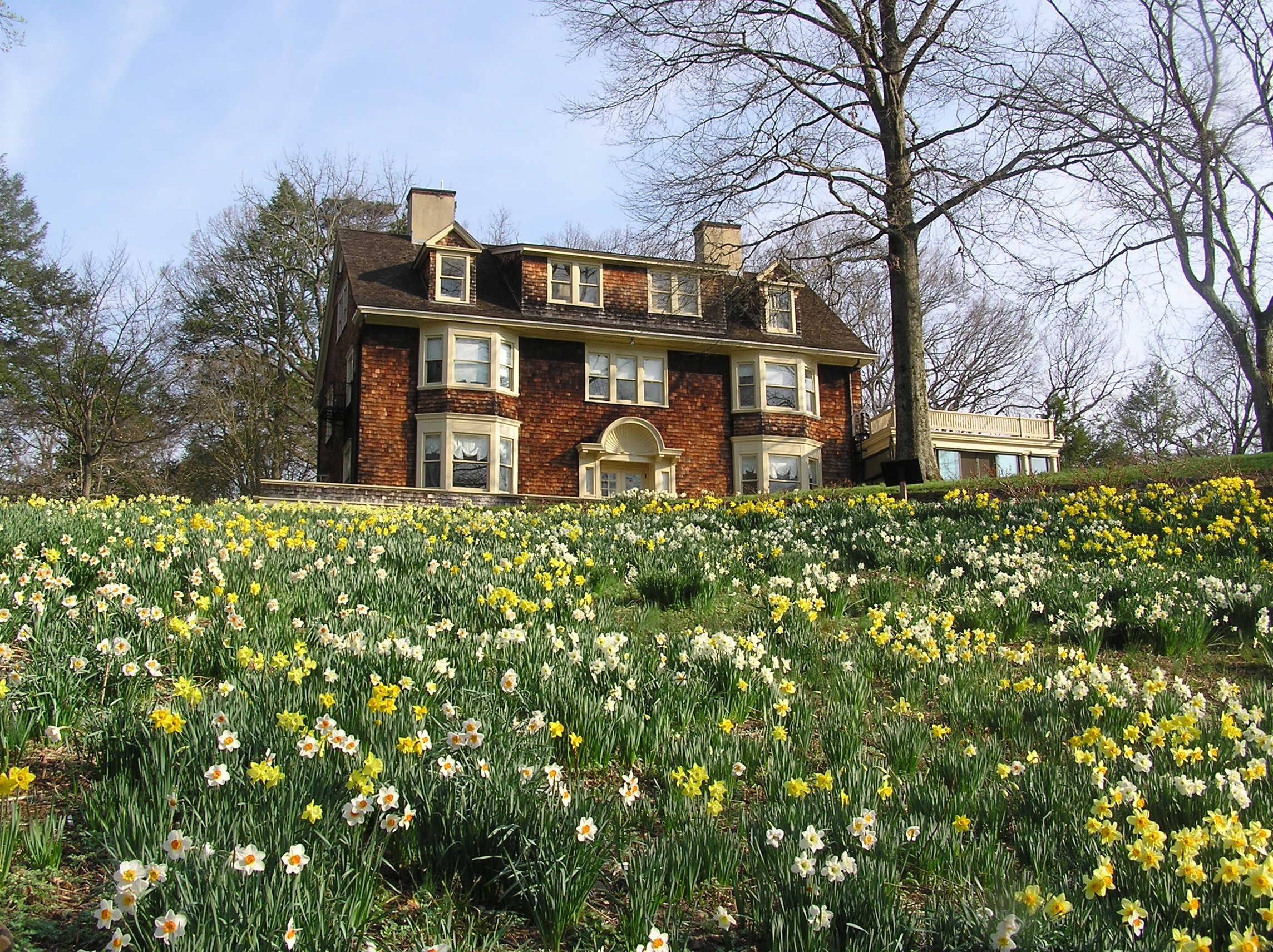 0fb84c2f38407dc2fa4c_Daffodil_Photo.jpg