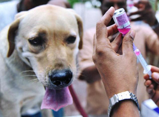 37d0696c9f90f84312c5_rabies.jpg