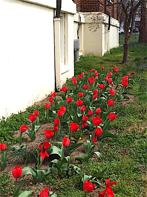 f8a576fbe098ebd7e4da_e2dba8db2bc90d01af74_2016_Tulips1.jpg