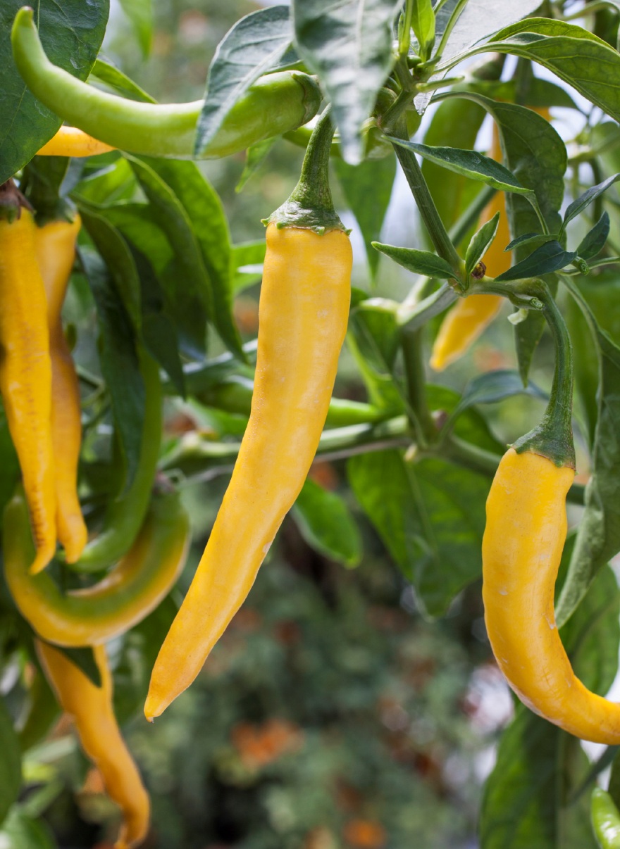 fabad581b0c85b731387_Golden_cayenne_peppers_photocredit_BonniePlants.jpg