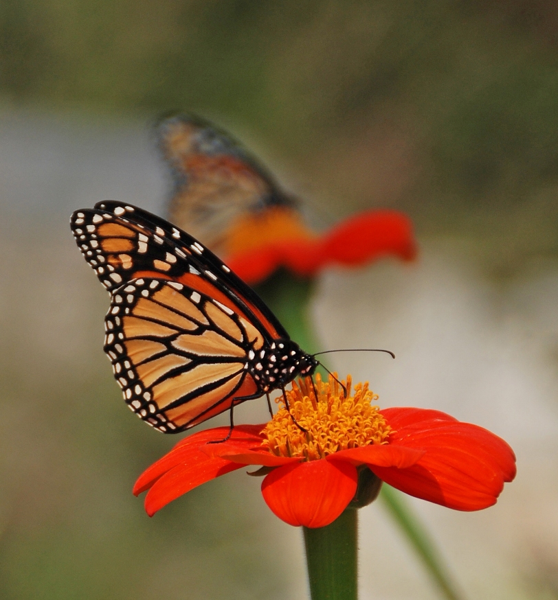 3319a1520ee1b0f89a3f_Monarch_on_Tithonia.jpg