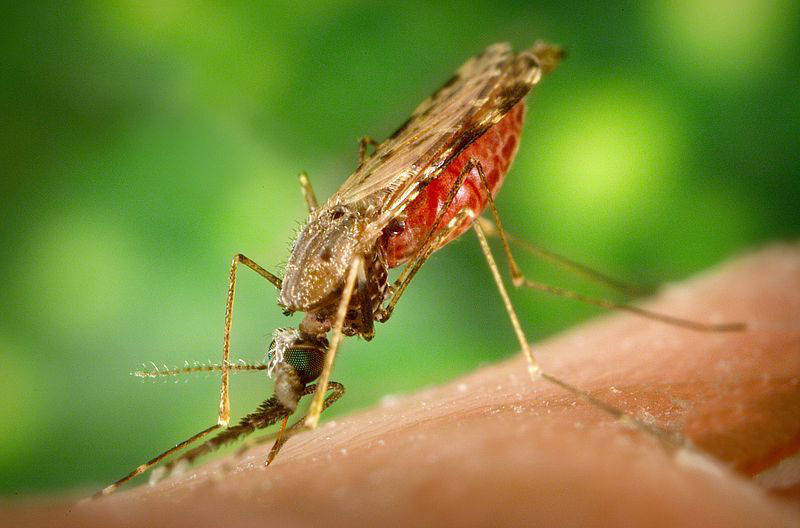 b1cf956ba071a9068ade_371267ae09449bd898ad_mosquito_wiki_by_James_Gathany.jpg