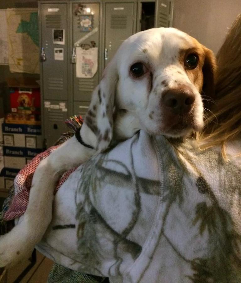 103c898923f4eee947fc_911_dog.jpg