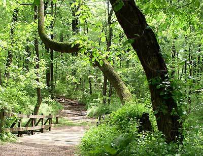 902658e0a40a290ea463_Sierra_Trail__Watchung_Reservation__Union_County_NJ.jpg