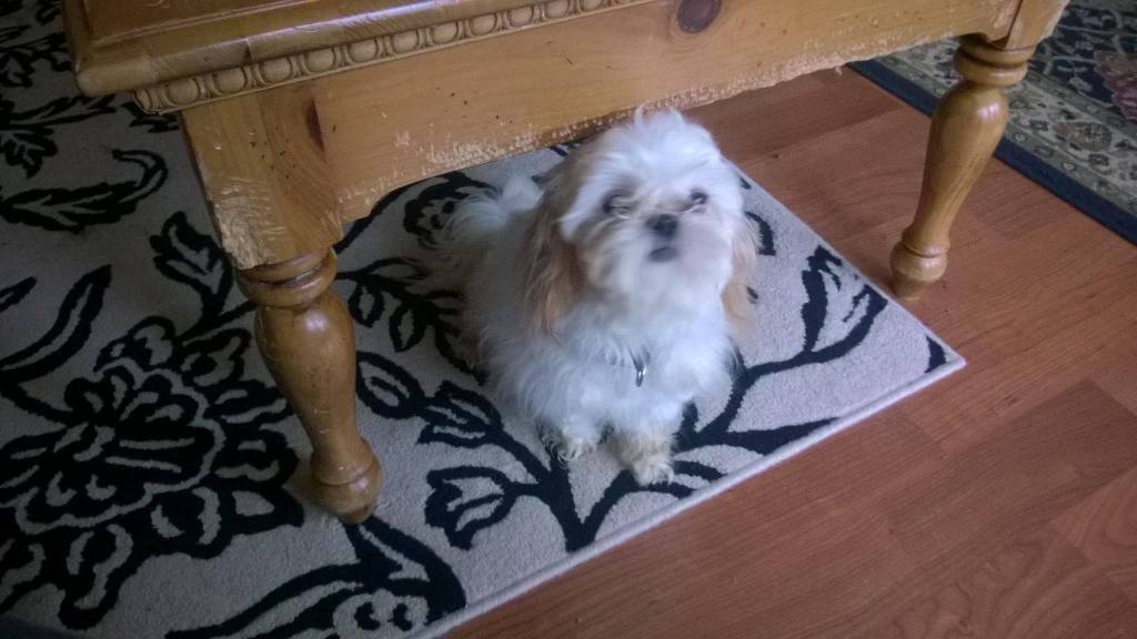 ad6582b22e99aeb0de9e_missing_dog1.jpg