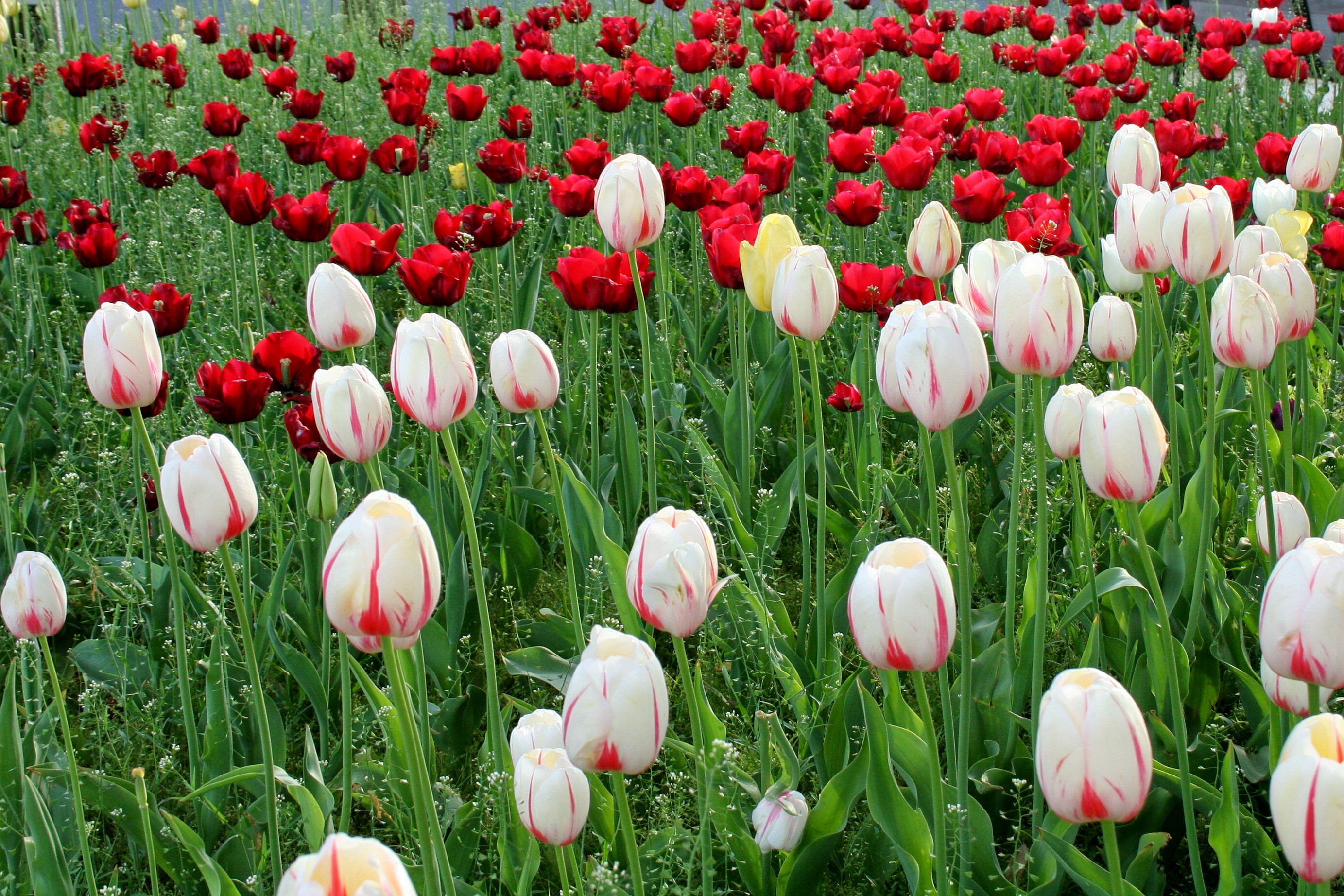 4a1217340be0610300e6_56tulip.jpg