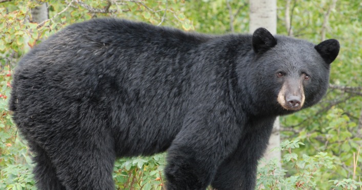 4d796235c2dffe445d02_bear.jpg