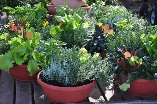a4ff06e2d9aa68311680_f581f764819c2f681dc4_container_garden.jpg