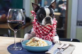 b4bc41b220957a3d41cc_aef0e4dc07f7de43dcf4_spaghetti-pup.jpg