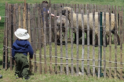 44fbd3c4ea8c0d61dc11_2be8fb2a0dbee8e30714_Robinson_Museum_Sheep_7.jpg