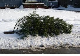 cf94dd05c11166c8df93_Christmas_tree_disposal.png