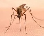 36e3ddce2761acd88b69_mosquito.jpg