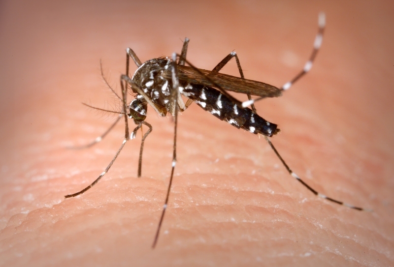 4d5d893c5bd39d1e00c1_Mosquito_Aedes_albopictus_photo_credit_James_Gathany_CDC.jpg