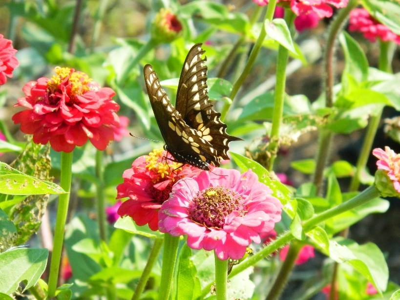 b29bb297552ede968c59_butterfly.jpg