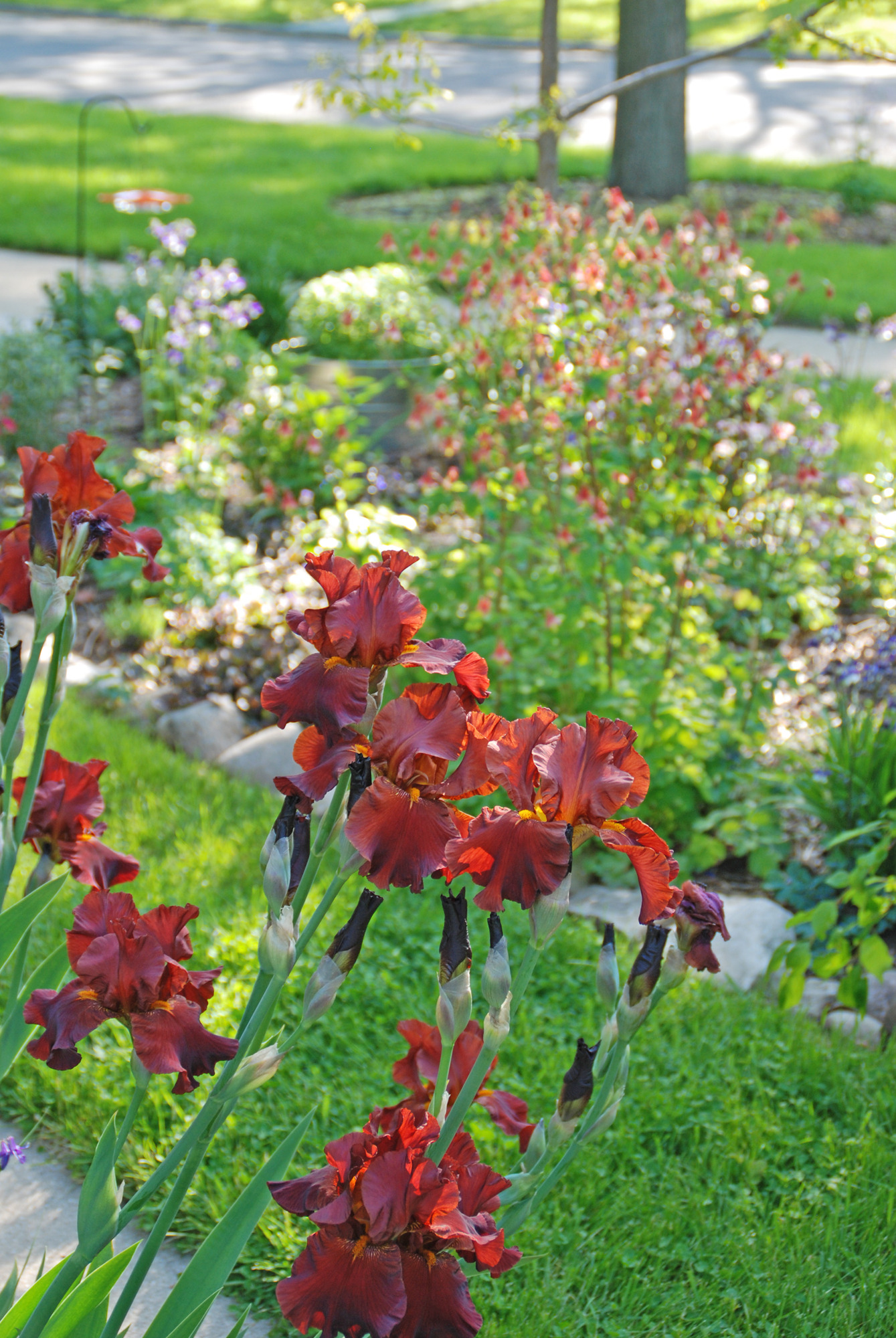 42fe712fa4f0fc7401e3_Iris___Columbine.jpg