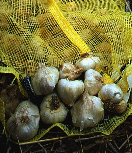 be410b90381c0d3825bd_garlic_post.jpg