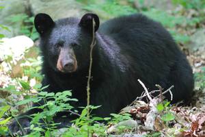 ef5c778942887f9d427d_Black_Bear_stock_photo.jpg