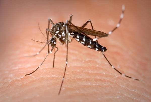 9a676d44eb7b4bb45334_6ac6a1a269708c05d3c8_Mosquito_Aedes_albopictus_photo_credit_James_Gathany_CDC.jpg