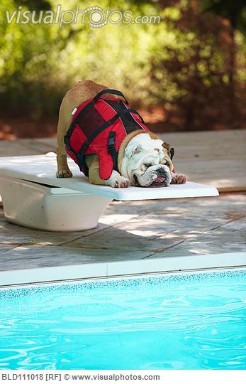 e3e219d7134b933f9c92_dog_standing_at_edge_of_diving_board_.jpg