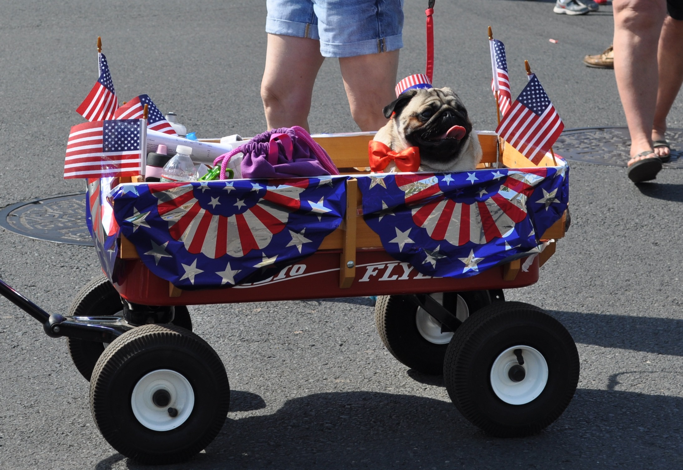 3a306400b2e4141848a2_dog.jpg