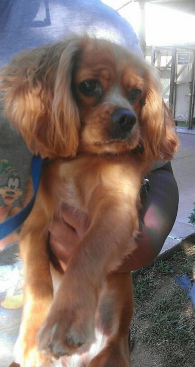 9be1397201c0aa165faf_dog.jpg