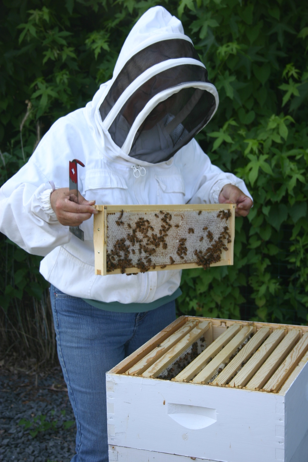 710791d038bd1e511959_bee_keeper.jpg