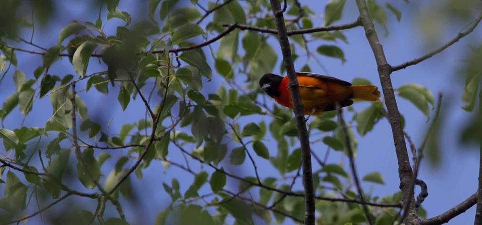 4e1f06f26e3ff4deabba_Nick_Baltimore_Oriole10443508_889222791093466_7402228263259861495_n.jpg
