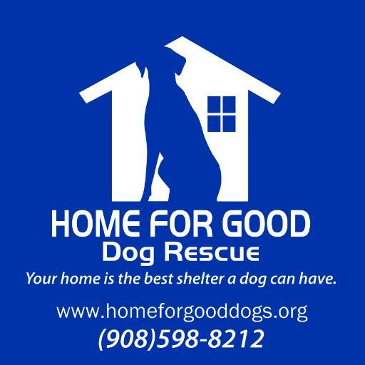b50f41d39679974e33ca_homeforgooddog.jpg