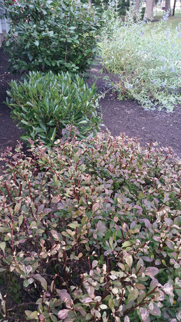 7ca4b0816e350d5583cd_InceLandscape_Pruning.jpg