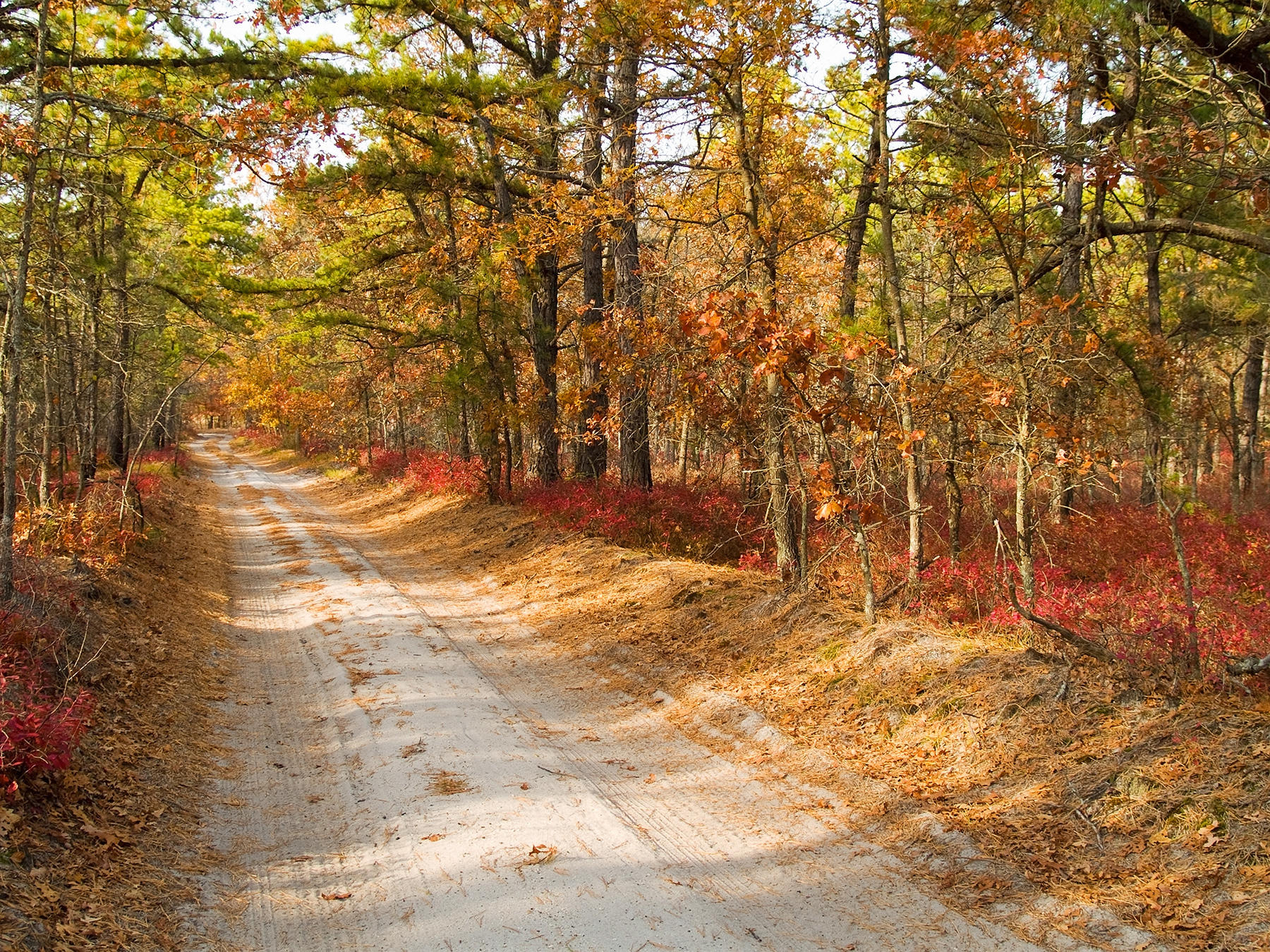 956aa98469cbce649c5d_pine_barrens.jpg