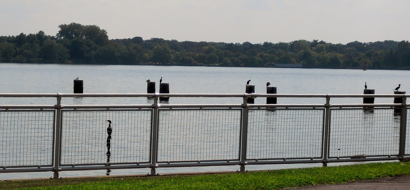 608b8f67f91200954431_Phila_-_birds_on_pilings.jpg