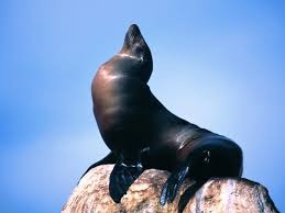 a435dbbca63bf55b97c6_sea_lion.jpg