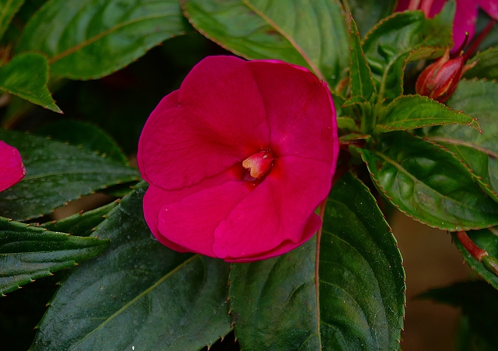 46bee8b67afdc3f7debd_Impatiens-hawkeri-New-Guinea.jpg