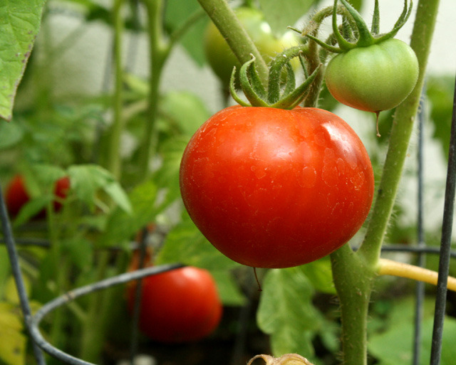 ab6cc76c692b33377374_tomato-public-domain-image.jpg