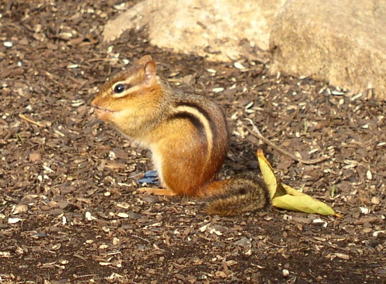 c561279d3c69d7fb417e_Photo_workshop_Nov_8_2014-_chipmunk.jpg