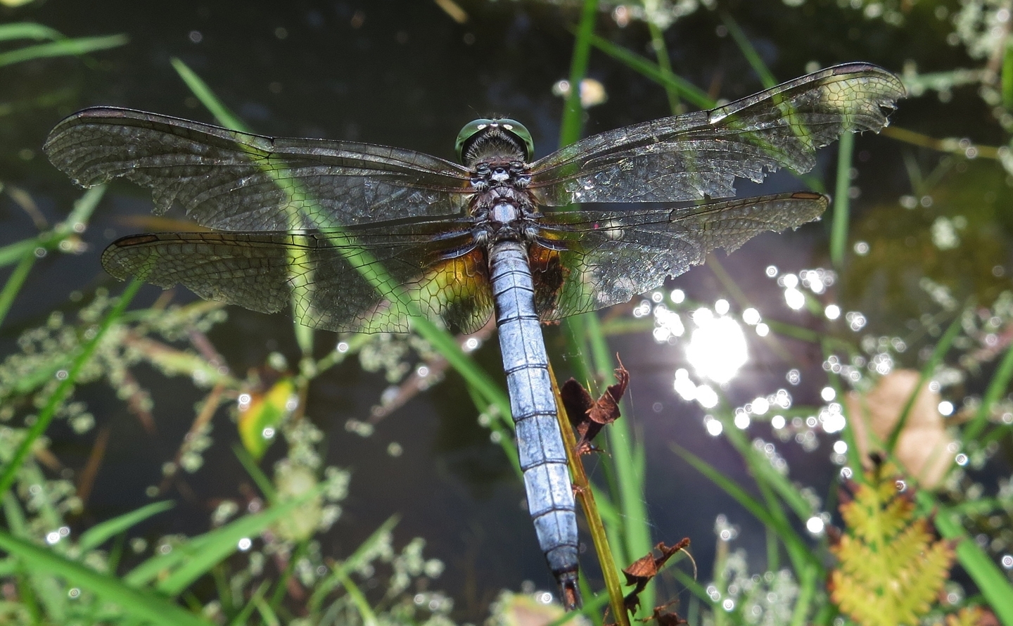 e10f39e32eba28b92a40_Dragonfly_Laurel_Magrini.jpg