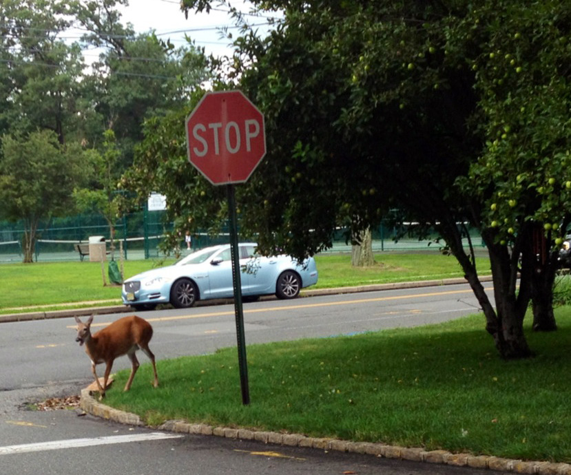 267918b8484f5918e7a0_Deer_thief_7-28-14.jpg