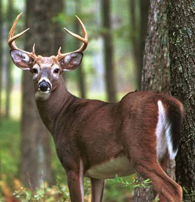 aafd5e778bc1913c791e_white_tailed_deer_buck2.jpg